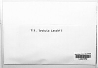 Image of Typhula laschii